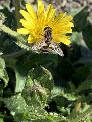 Helophilus latifrons