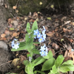 Myosotis sylvatica