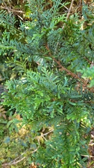 Libocedrus bidwillii