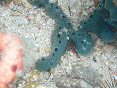 Amphimedon viridis
