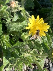 Helophilus latifrons