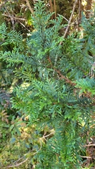 Libocedrus bidwillii
