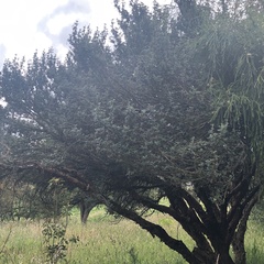 Polylepis