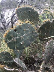 Opuntia lindheimeri