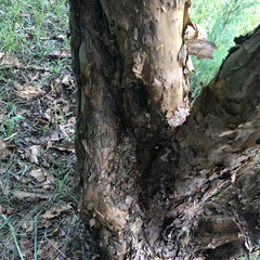 Polylepis