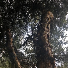 Polylepis