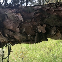 Polylepis