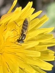 Sphaerophoria sulphuripes