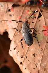 Hemithyrsocera histrio