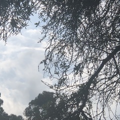 Polylepis