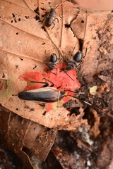 Hemithyrsocera histrio