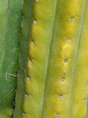 Trichocereus