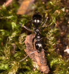Formica gagates