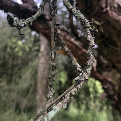 Polylepis