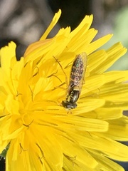 Sphaerophoria sulphuripes