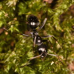 Formica gagates