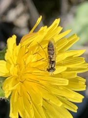 Sphaerophoria sulphuripes