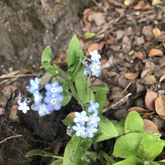Myosotis sylvatica