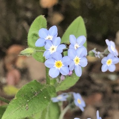 Myosotis sylvatica