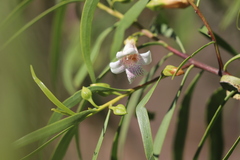 Eremophila bignoniiflora