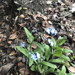 Myosotis sylvatica