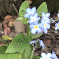 Myosotis sylvatica