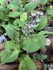 Solidago flexicaulis