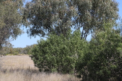 Eremophila bignoniiflora