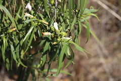 Eremophila bignoniiflora