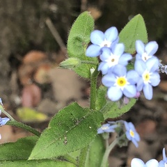 Myosotis sylvatica