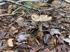 Amanita sinicoflava