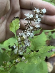 Solidago flexicaulis