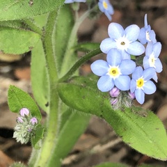 Myosotis sylvatica