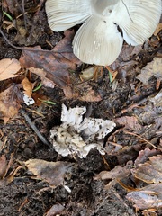 Amanita sinicoflava