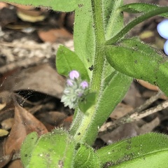 Myosotis sylvatica