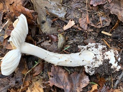 Amanita sinicoflava