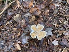 Amanita sinicoflava