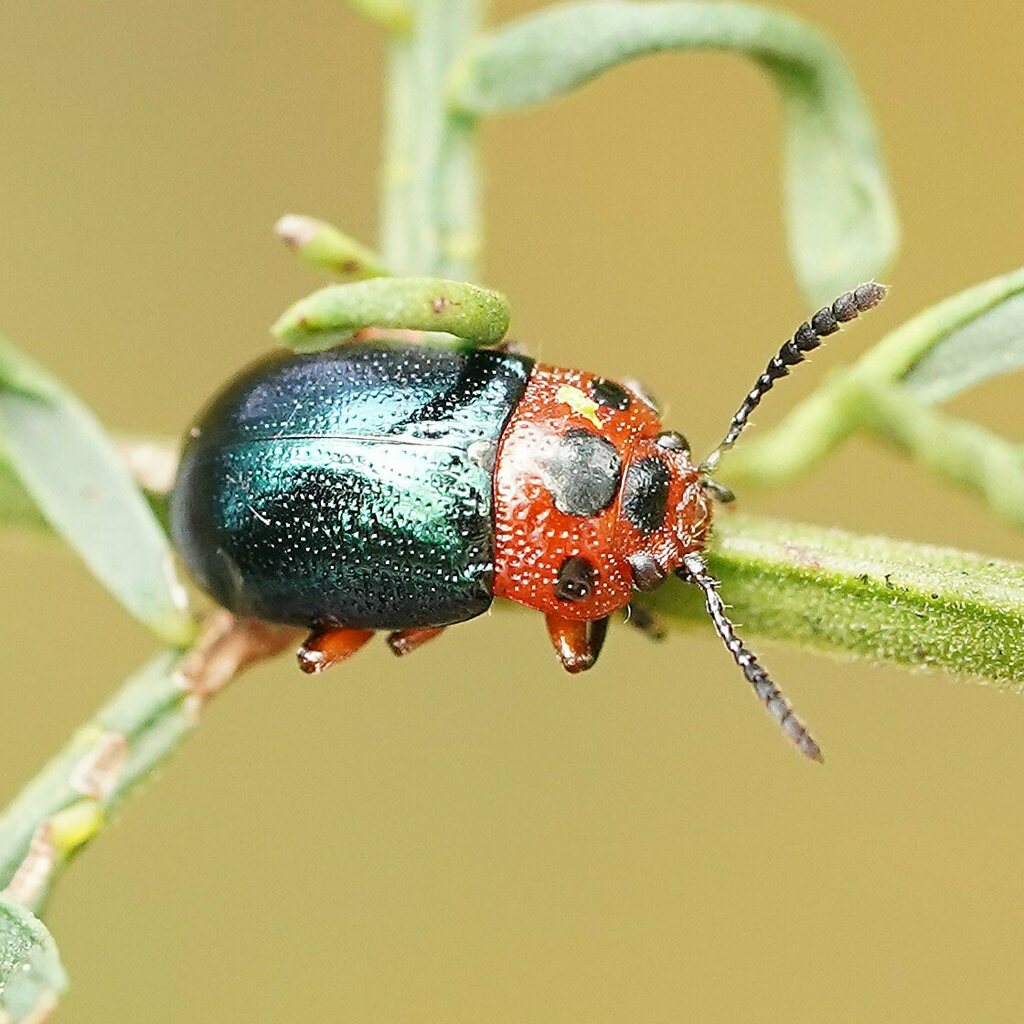 Calomela moorei