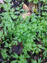 Ranunculus gmelinii