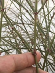Ephedra torreyana