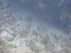 Halichoeres radiatus