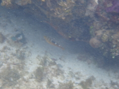 Halichoeres radiatus