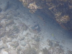 Halichoeres radiatus