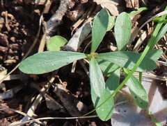 Ditaxis humilis