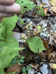 Solidago flexicaulis