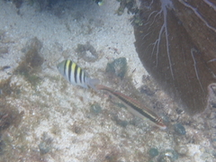 Halichoeres maculipinna