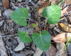 Matelea edwardsensis