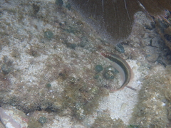 Halichoeres maculipinna