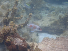 Holocentrus adscensionis