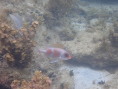 Holocentrus adscensionis